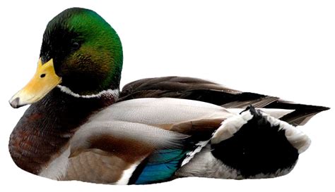 Animal Duck Mallard Bird Pngs Sticker By Lovelypngs