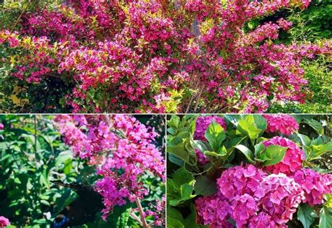 12 Prettiest Flowering Shrubs To Create Vibrant Interest In Your Garden