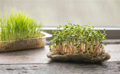 Radish Sprouting Microgreens Seed Germination At Home Vegan And