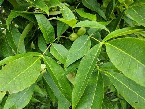 Foraging Hickory Nuts How To Identify Harvest And Preserve Hickory