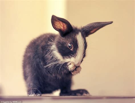 Adorable Photos Document The First 30 Days Of Rabbits Lives From