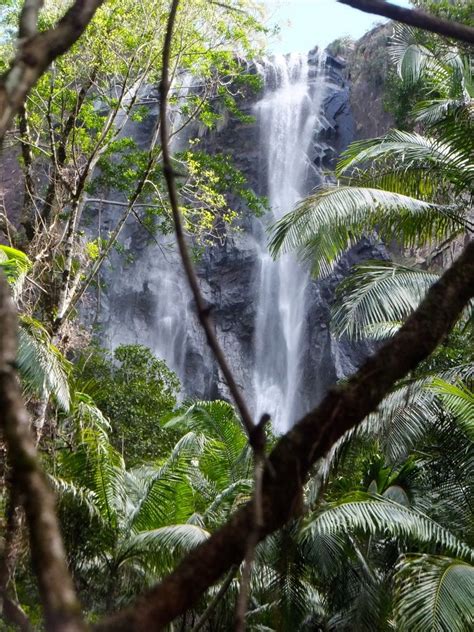 Gondwana Rainforests Of Australia Nightcap National Park New South Wales Australia