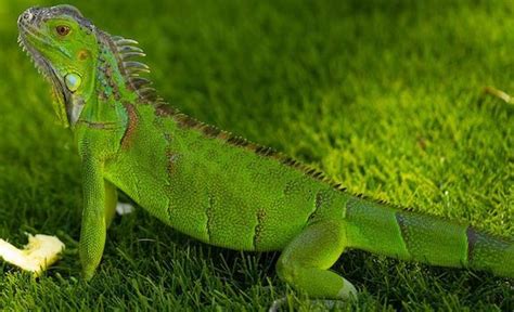 8 Big Lizard Pets Youll Be Dying To Own Beginner Friendly