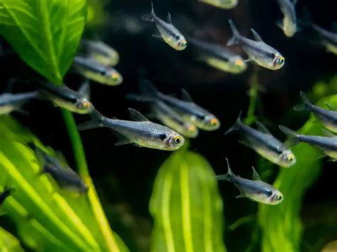 Black Neon Tetra Care And Species Guide Fishkeeping World