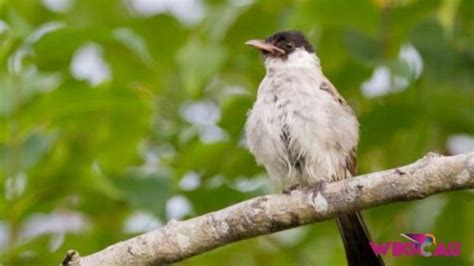 Lovebird jantan dan betina sebenarnya bisa dibedakan dengan beberapa cara mudah. Cara Membedakan Burung Kutilang Jantan dan Betina