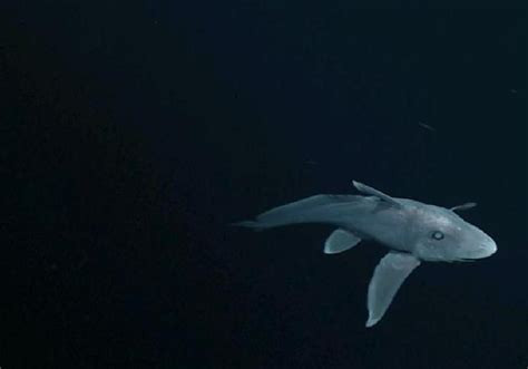 Prehistoric Ghost Shark Older Than Dinosaurs Filmed Alive In Ocean For