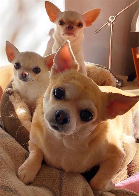 Pin By Julissa Javier Riggioni On Mis Chihuahuas Chihuahua Puppies