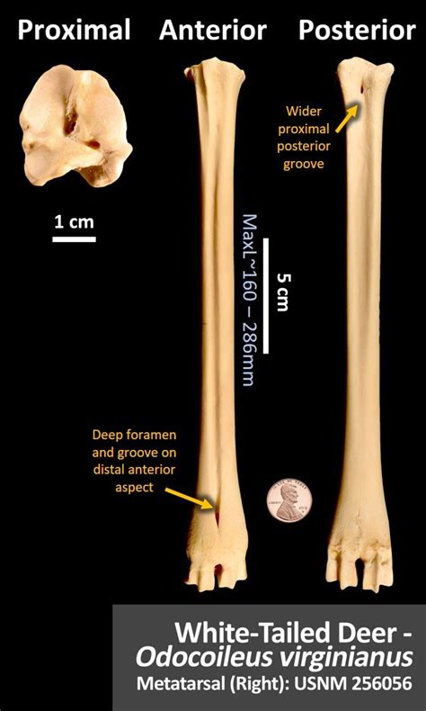 White Tailed Deer Metatarsal Osteoid Bone Identification