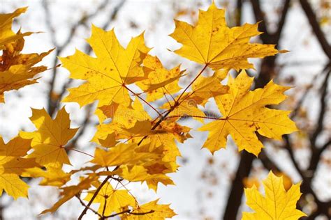 Yellow Maple Leaves On Natural Background Stock Image Image Of