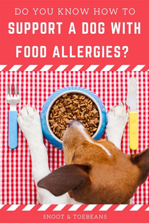 Food Allergies In Dogs Are For Real Food Allergies Dog Allergies
