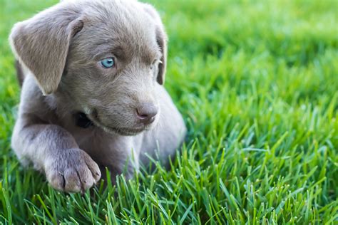Very social, up to date on puppy booster shots and dewormings, dew claws removed. Female Silver Lab Puppy — PLACED - Puppy Steps Training