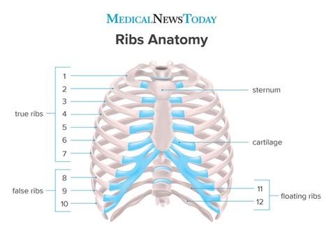 How Many Ribs Do Humans Have Men Women And Anatomy In 2020 Anatomy