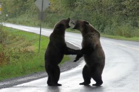 Grizzly Bear Fight Caught On Camera In Northern Bc Video