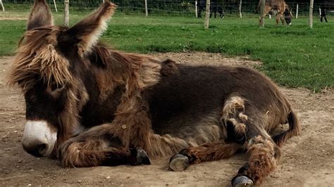 Crowdfunding To Help Fund A Start Up Donkey Sanctuary Which Cares For