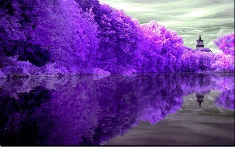 Purple Trees Trees Nature Landscape Lake Hd Wallpaper Wallpaper Flare