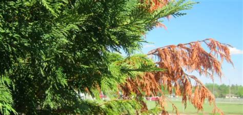 Leyland Cypress Tree Turning Brown Reasons And Solutions Plantcarer