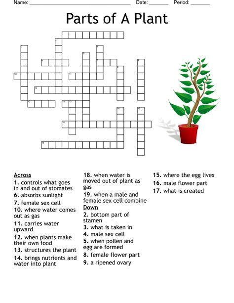Parts Of A Plant Crossword Wordmint