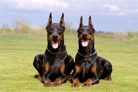 Wallpapers Dog Doberman Wallpaper Cave