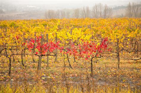 Vineyard In Autumn Stock Photo Image Of Beautiful View 63672894