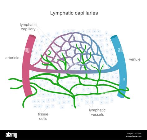 Lymphatic System Of Capillaries And Vessels In Complex With Blood