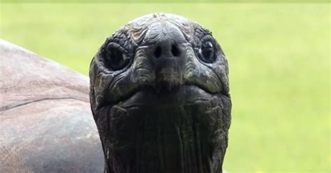 What is the largest sea turtle ever? Say Hello To Jonathan, The Oldest-Living Animal In The ...