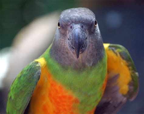 Filesenegal Parrot Poicephalus Senegalus Front Upper Body