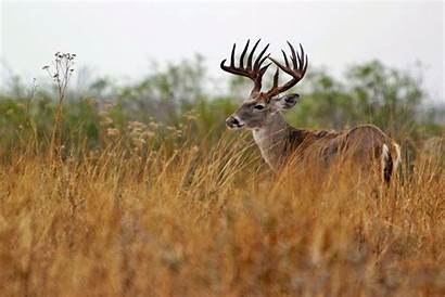 Deer Whitetail Background Realtree Buck Animal Boone