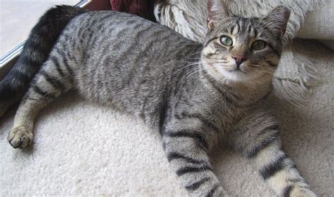 10 Things You Didnt Know About The Grey Tabby Cat