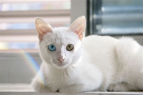 Free Photo Cat Cute White Cat Persian Cat Free Image
