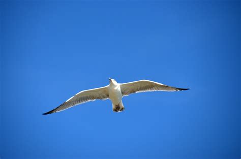 Free Images Sea Bird Wing Sky Seabird Seagull Gull Beak