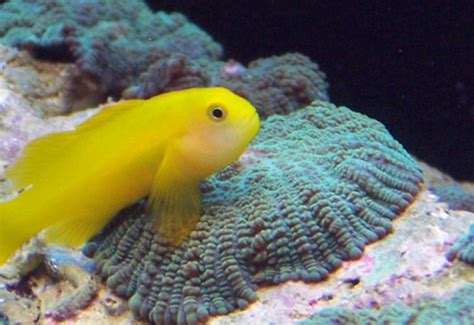 Caring For Saltwater Gobies