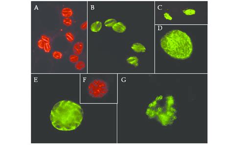 Immunofluorescence Of Cell Cultures Containing N Caninum Tachyzoites