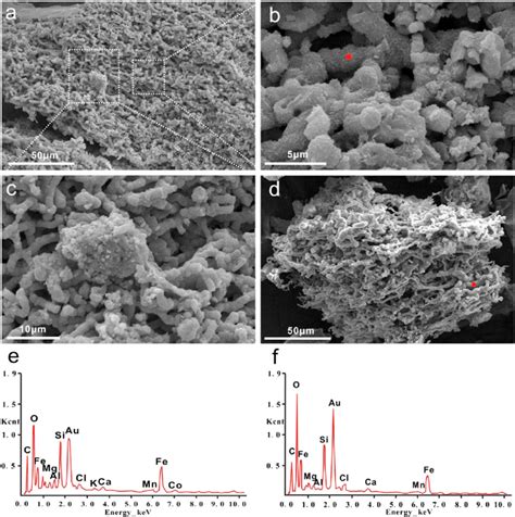 Sem Images Showing The Mineralized Filamentous Forms In The