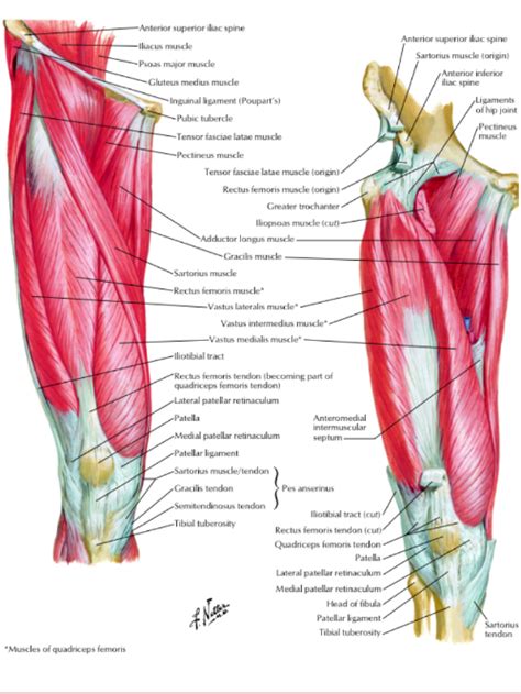 A Newly Discovered Muscle The Tensor Of The Vastus Intermedius Tvi