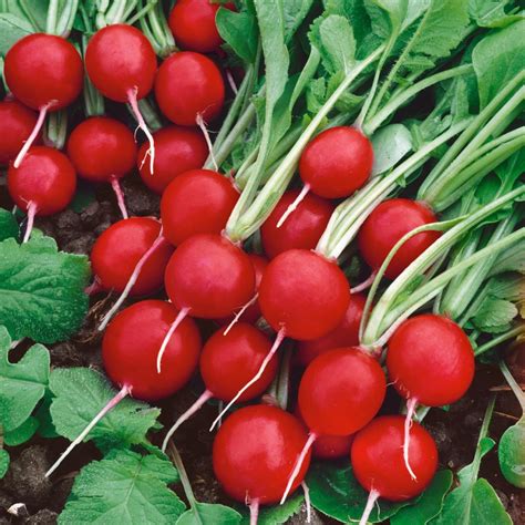 Then i gently correct anyone who's not being a good neighbour. Radish Plants | DIY