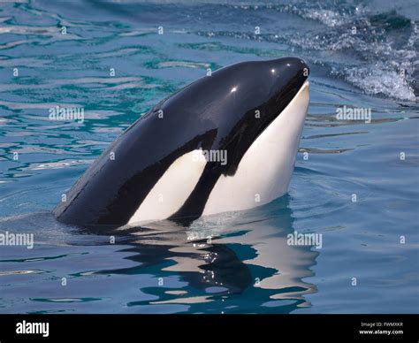 Head Of Killer Whale Orcinus Orca In Blue Water Stock Photo Alamy