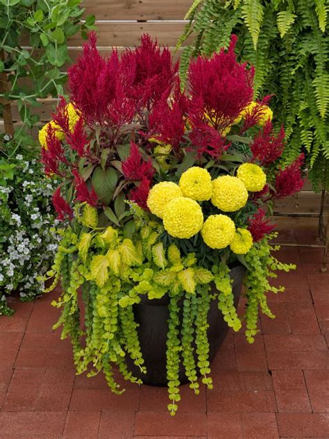 Show Your Team Pride With Container Gardens Decked Out In Your Favorite