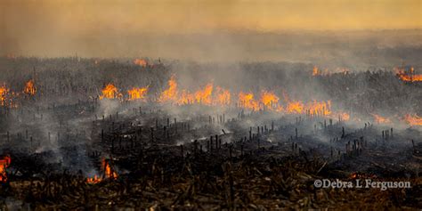 Beyond the sheer embarrassment of such a beginner food flop, burnt rice is a fairly expensive mistake. Ohio: Dry Weather Causes Concern for Field Fires - AgFax
