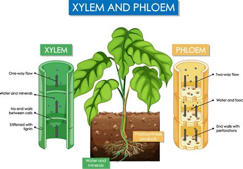 Diagram Showing Xylem And Phloem Plant 6436431 Vector Art At Vecteezy