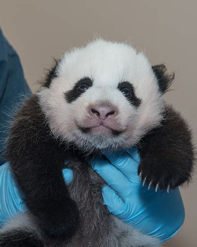 Travel Pr News The Giant Panda Cub At Smithsonians National Zoo