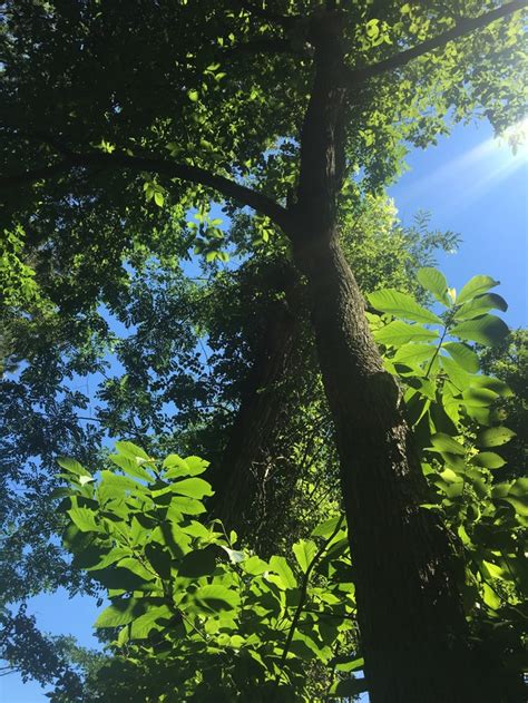 Plant American Elm By Friends Of The Rappahannock In Zach Culberson