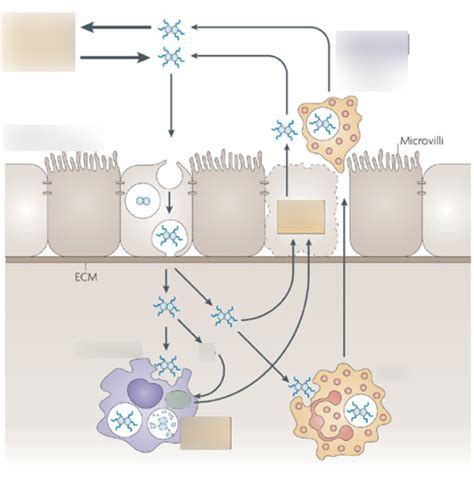 Pathogenesis Of Neisseria Gonorrhoeae Diagram Quizlet