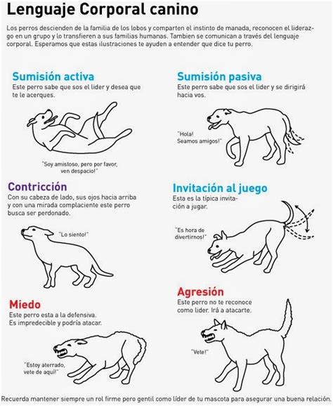 Aprende Como Leer El Lenguaje Corporal Canino