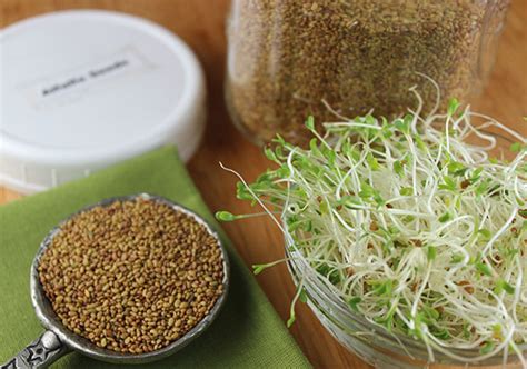 Homegrown sprouts are great, but which ones should you choose?i've made up a list of some of the best sprouting seeds and what. Alfalfa Sprouts Nutrition, How to Grow Your Own High ...