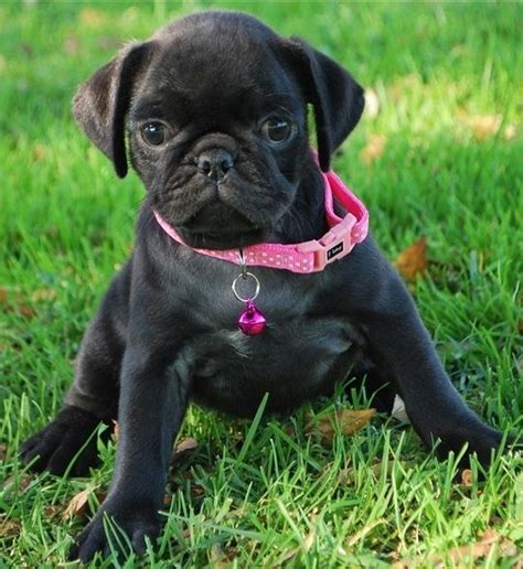 Pug puppies for sale in oklahoma select a breed. Pug Puppies For Sale | Central Oklahoma City, OK #262993