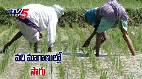 Experts Suggestions On No Till Farming Zero Tillage In Rice