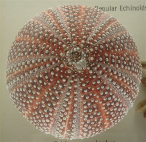 Common Sea Urchin British Wildlife Wiki Fandom Powered By Wikia