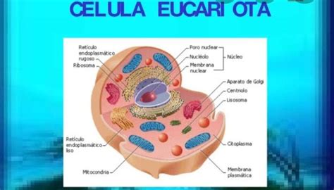 Esquema de célula eucariota Fotos Guía 2021
