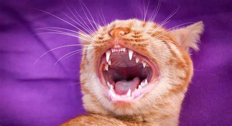 How Many Teeth Does Cat Have Cat Meme Stock Pictures And Photos
