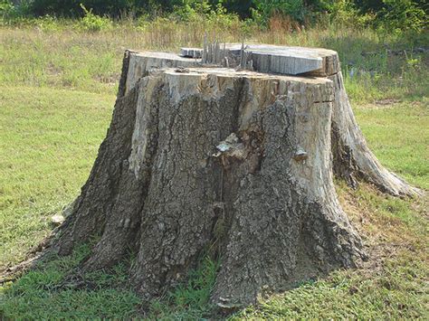 Killing them will not only provide you with more space but it also makes your garden more attractive. How to Kill Tree Stumps Naturally | Removing Tree Stump